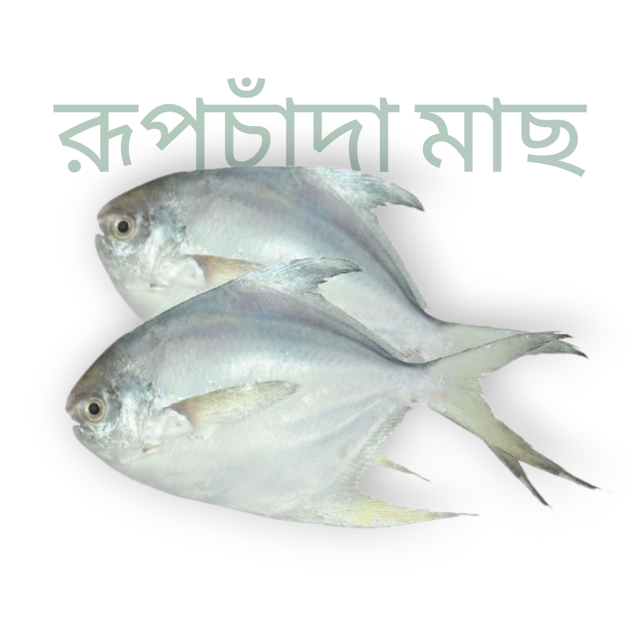Frozen Silver Pomfret(রূপচাঁদা মাছ) – Whole Cleaned Rupchanda Fish (China) – 450g Pack